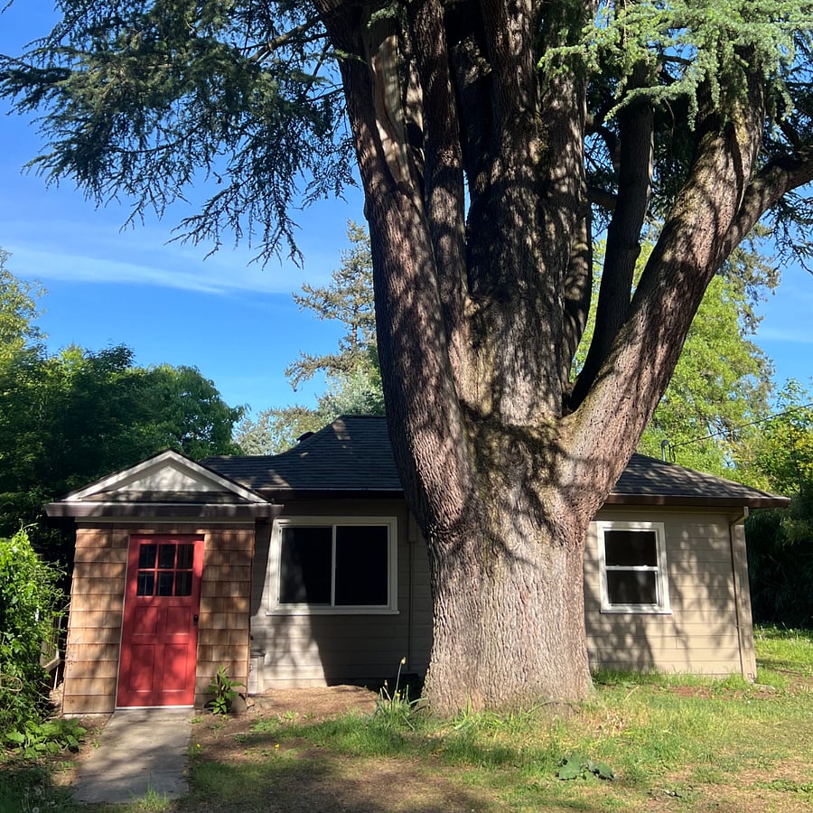 Front of house with majestic atlas cedar tree