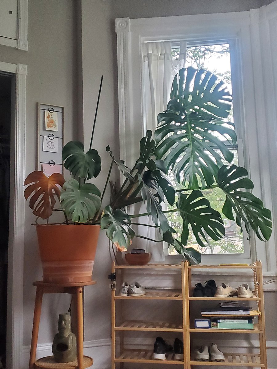 Bedroom 1 - Bay window with giant Monstera plant