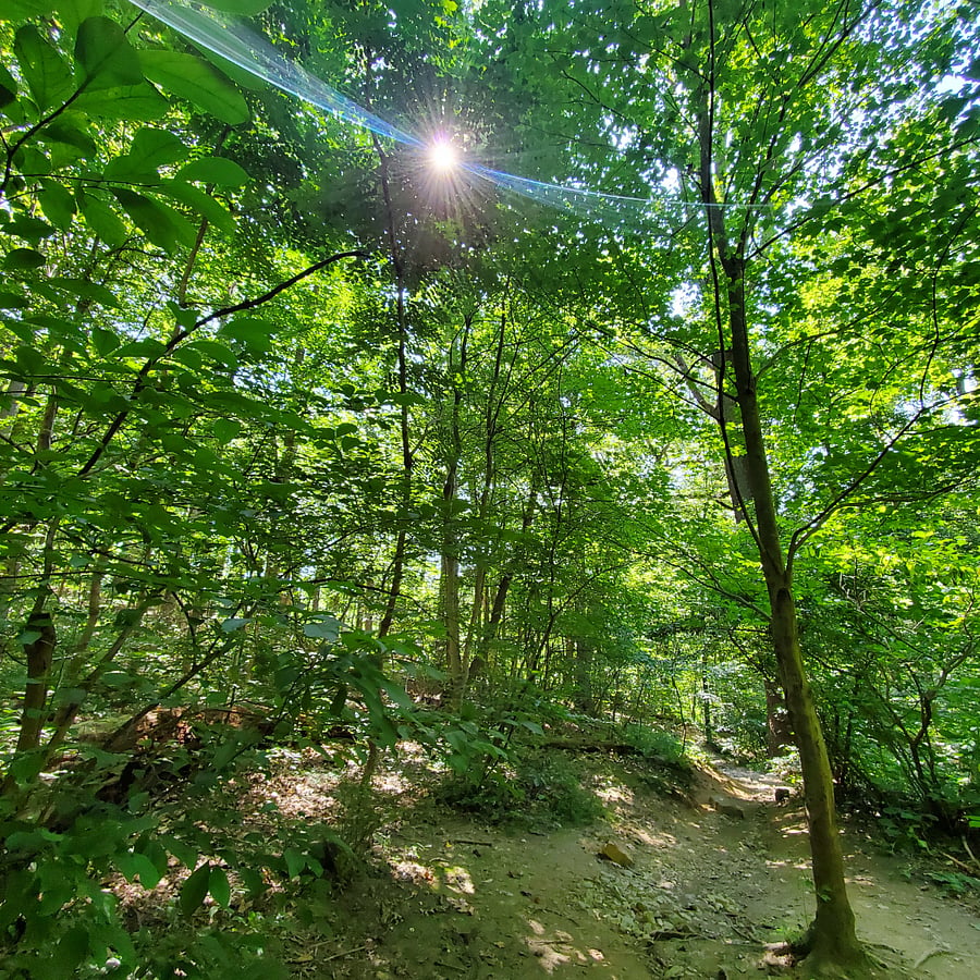 15 minute drive to Mt Airy neighborhood full of cute shops, restaurants,  Weavers way Co-op grocery store and Carpenters Woods! Carpenters Woods is a hiking trail in an old growth forest. The trees area enormous and everyone is friendly. 