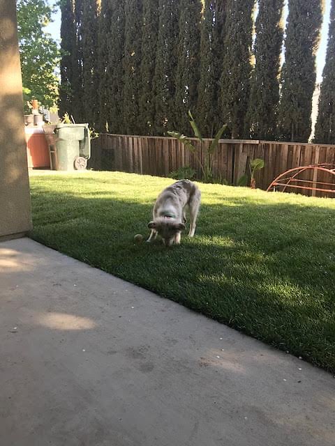 back yard