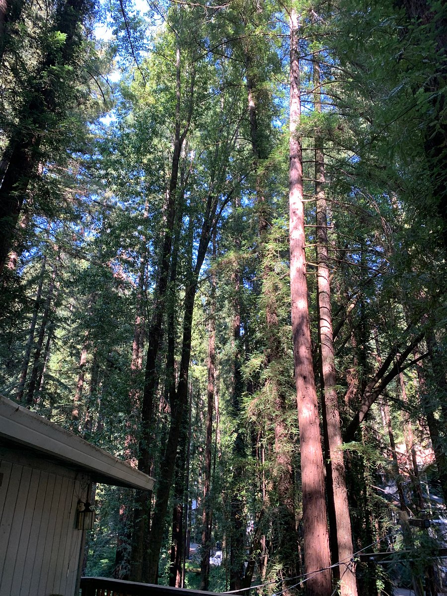 Views of surrounding trees from upper front deck