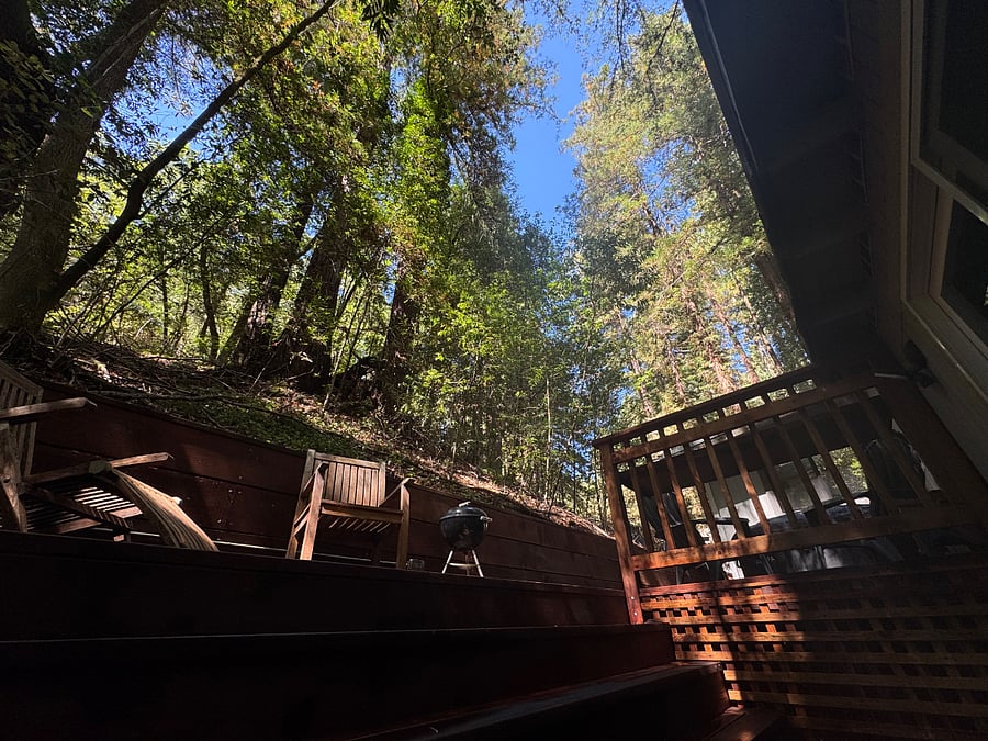 Views from the study level towards the redwoods