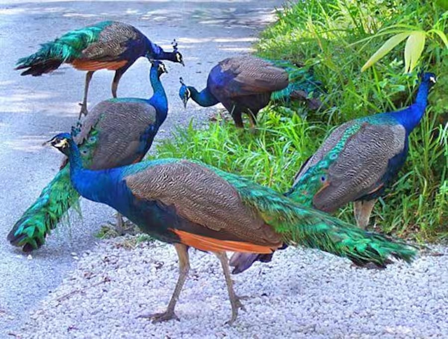 Neighborhood Peacocks