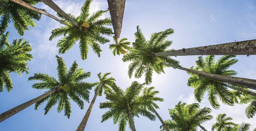 Palm Trees :)