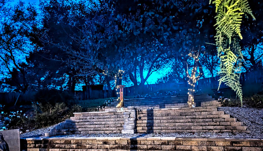 Fairy lights in the trees at night