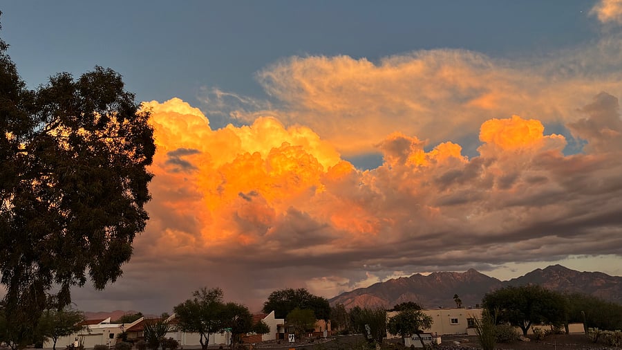 Back yard view.