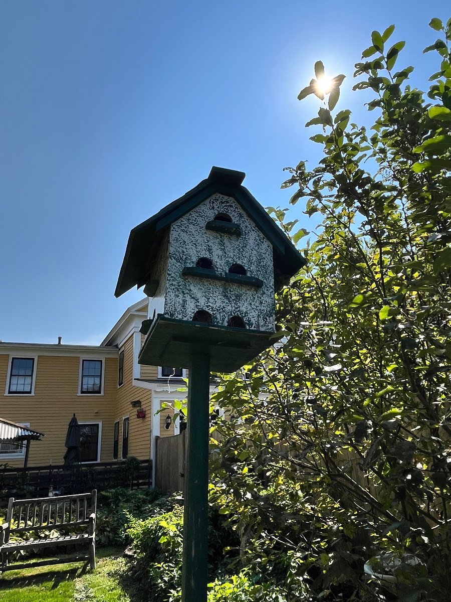 You will see many birds, rabbits, squirrels and  one groundhog on a daily basis.  We also get the family of turkeys and deer that come by for a visit.