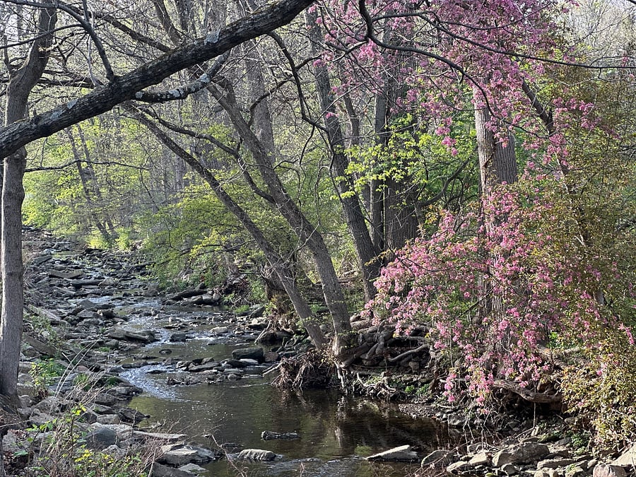 Early Spring on nearby Karakung Drive