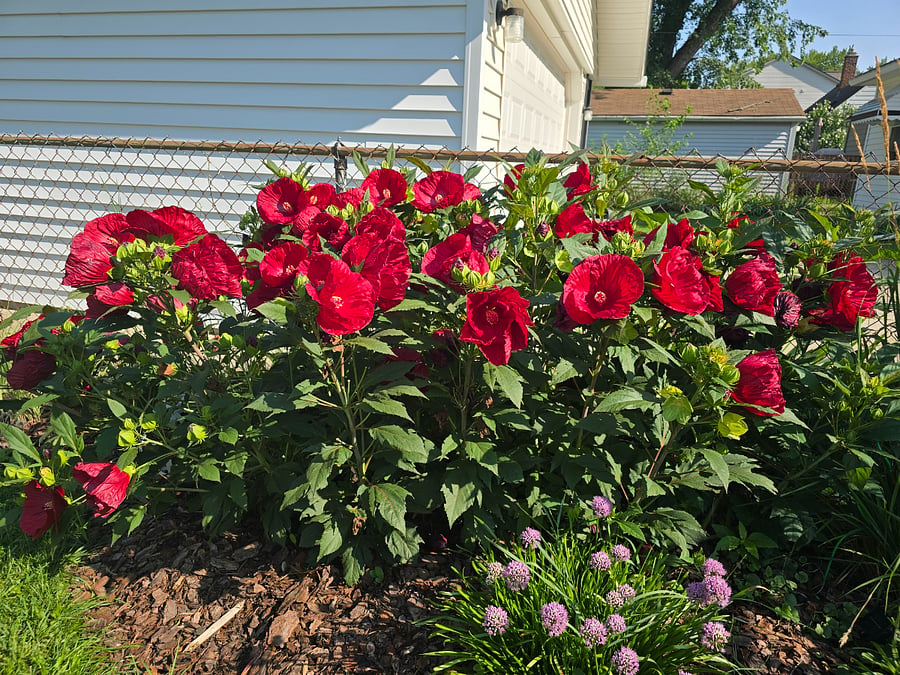 Hibiscus in bloom mid July to mid September.