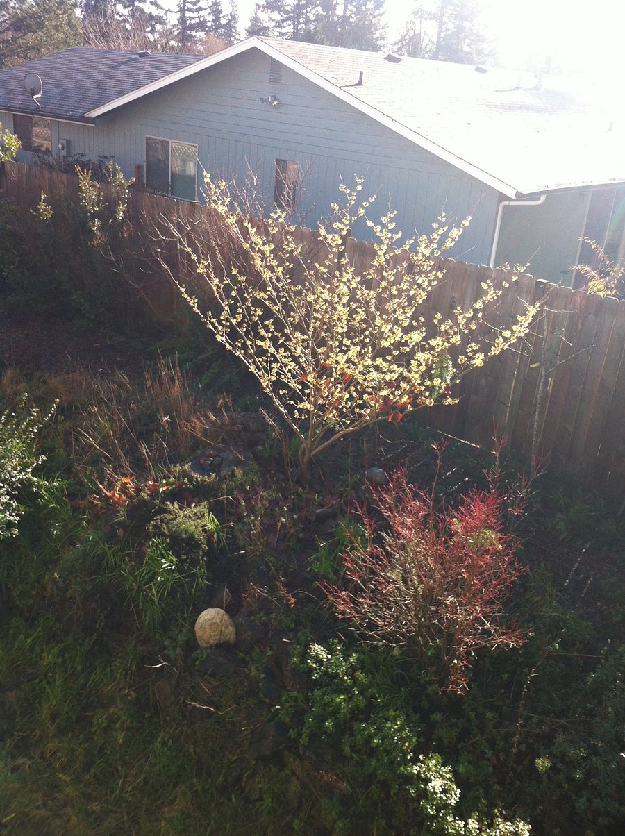 It blooms in January!
