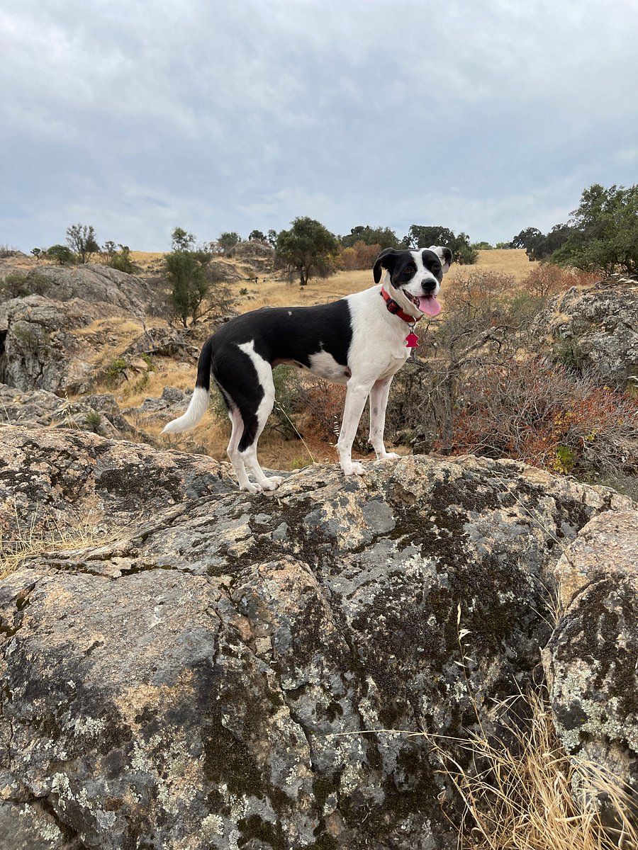 Shay is a quiet, peaceful soul. If you miss your pet she would be open to be a surrogate for you.