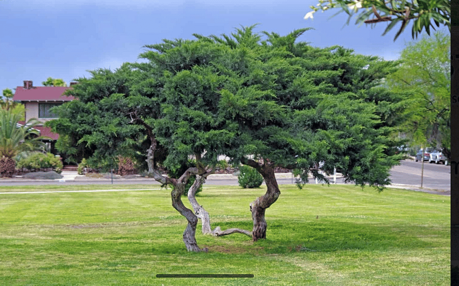 Just a block away, Catalina Park offers a peaceful green space perfect for relaxation and outdoor activities. Enjoy shaded walking paths, picnic areas, and open lawns ideal for stretching, reading, or a leisurely stroll. Whether you want to start your morning with a refreshing walk or unwind in nature after work, Catalina Park is a beautiful and convenient oasis right near your doorstep.