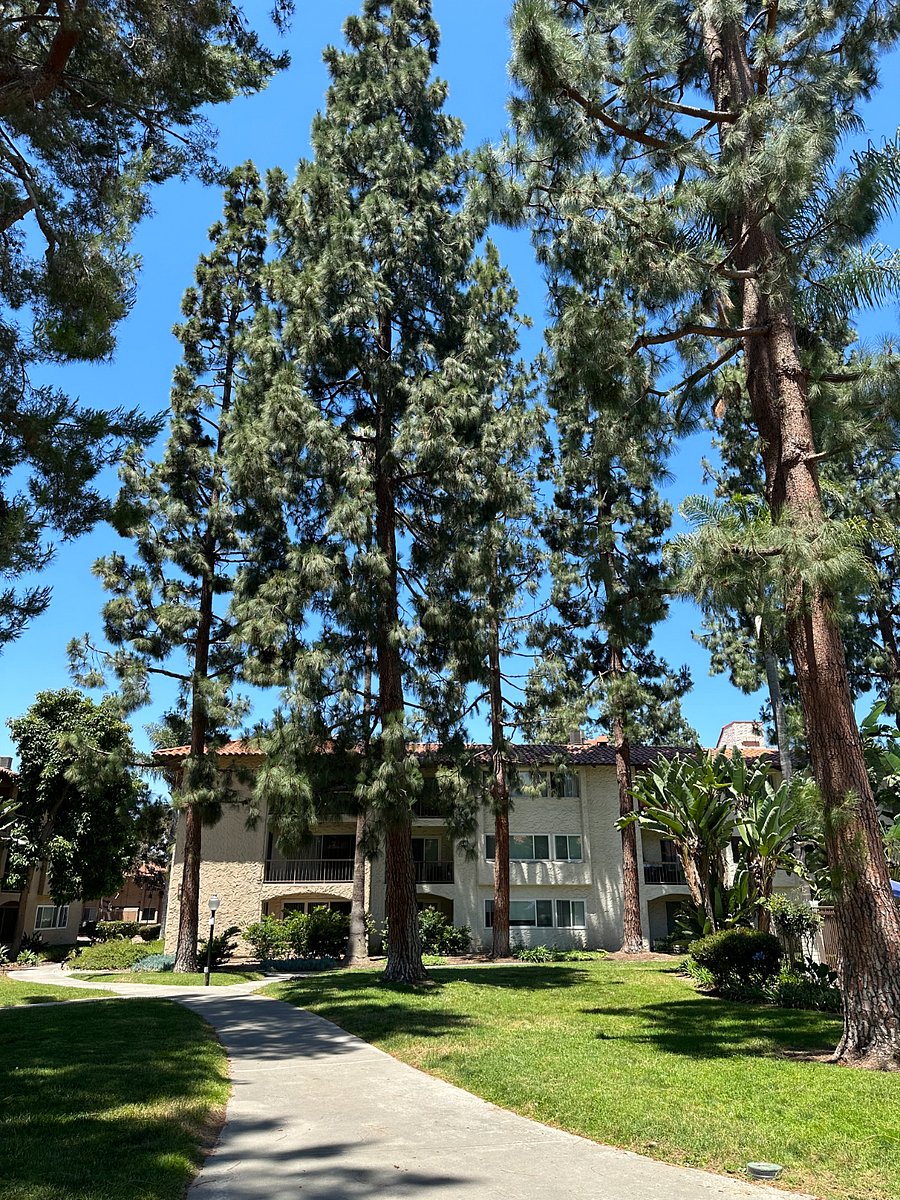 Mature trees