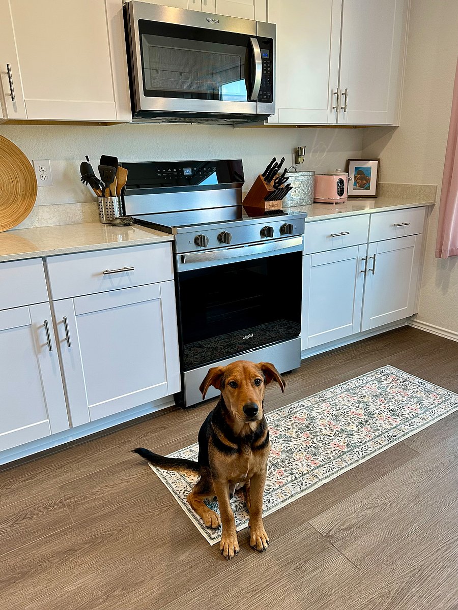 Shared kitchen + dog