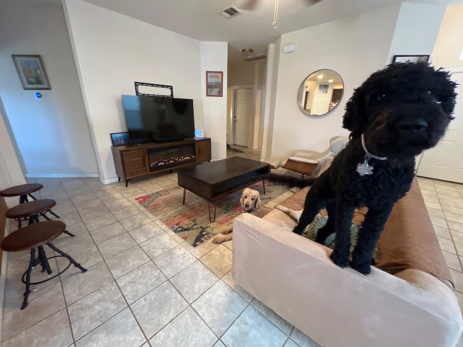Living room and my two pups. House has a dog door.