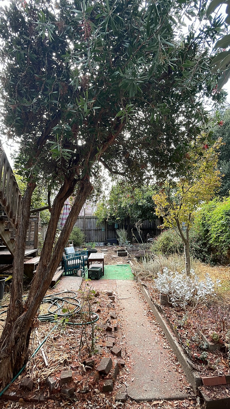 Large and spacious shared backyard with fruit trees, native plants, and lovely birds.