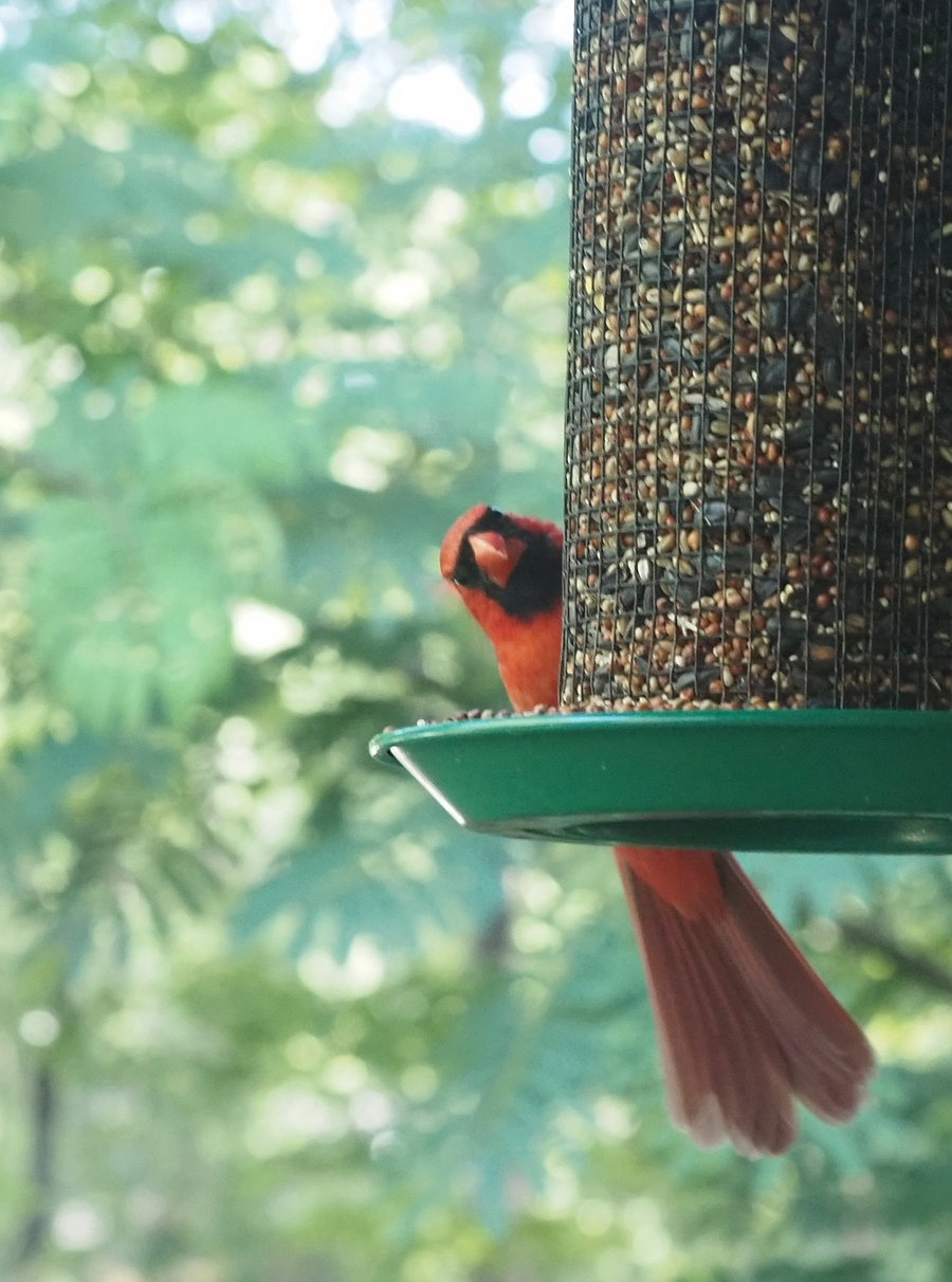 Birds on the Feeder Outside the Sunroom