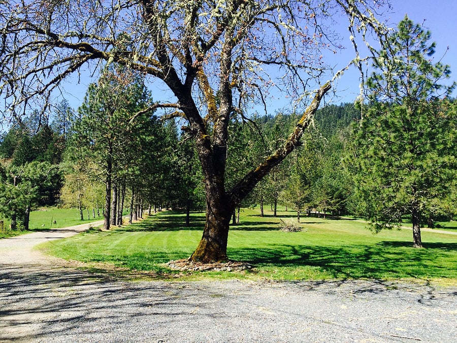 Front yard and driveway to the house with plenty of parking.