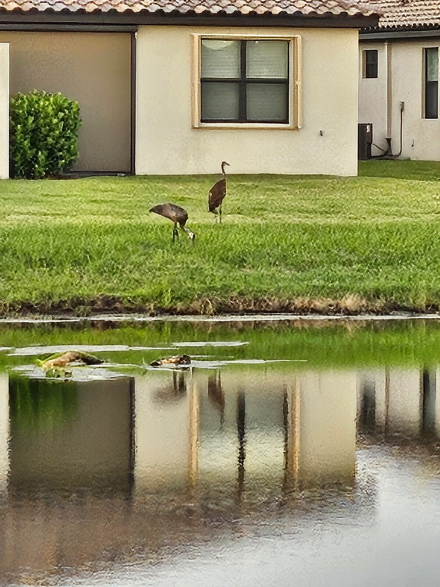 Back yard pond