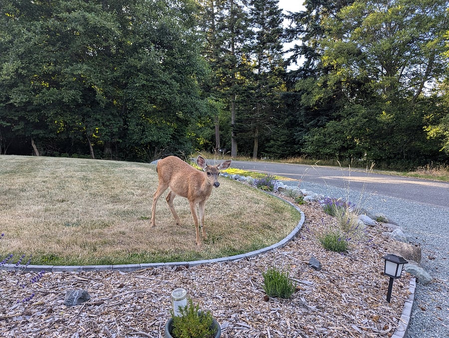 Watch deer in the open front yard (back yard is fully fenced)