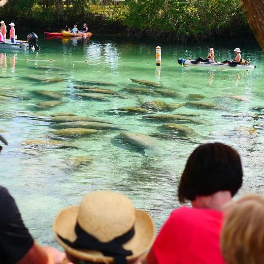 Manatee Viewing at Chrystal River.