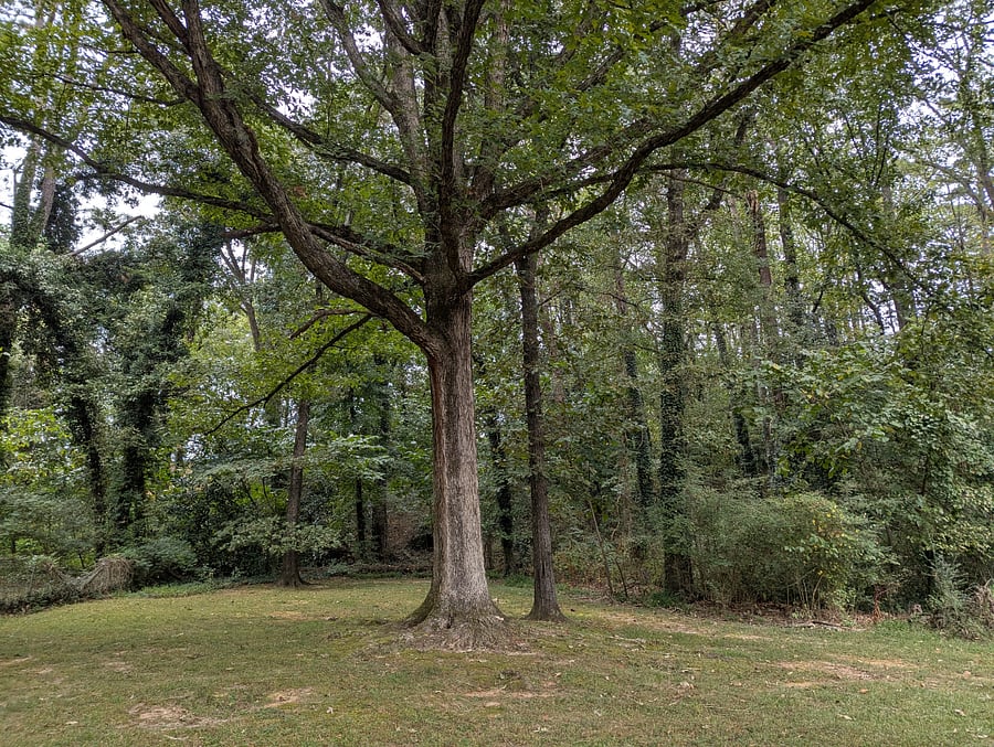 Back yard.