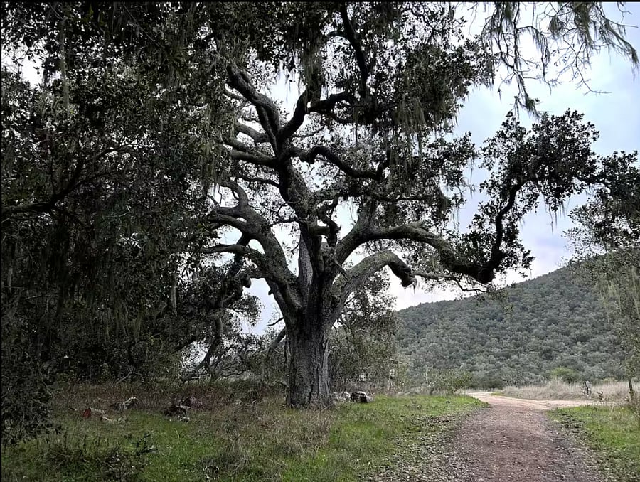 A favorite hike in Carmel Valley, about 25 minutes away.