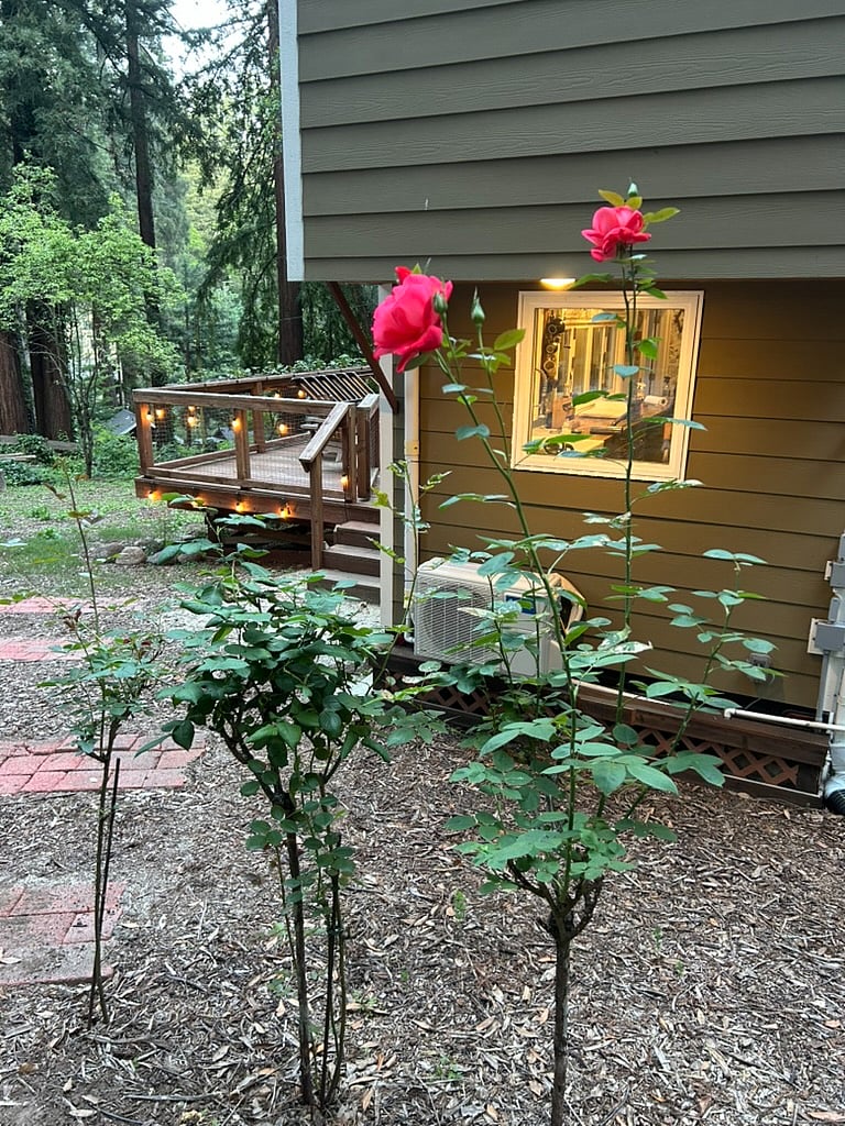 The roses typically start blooming in April/May.
