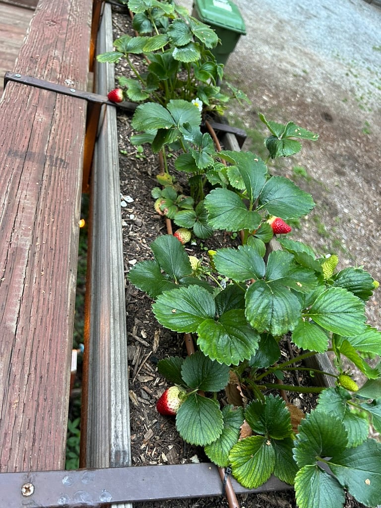 Enjoy the fresh strawberries from the deck's planter box in the spring and early summer.