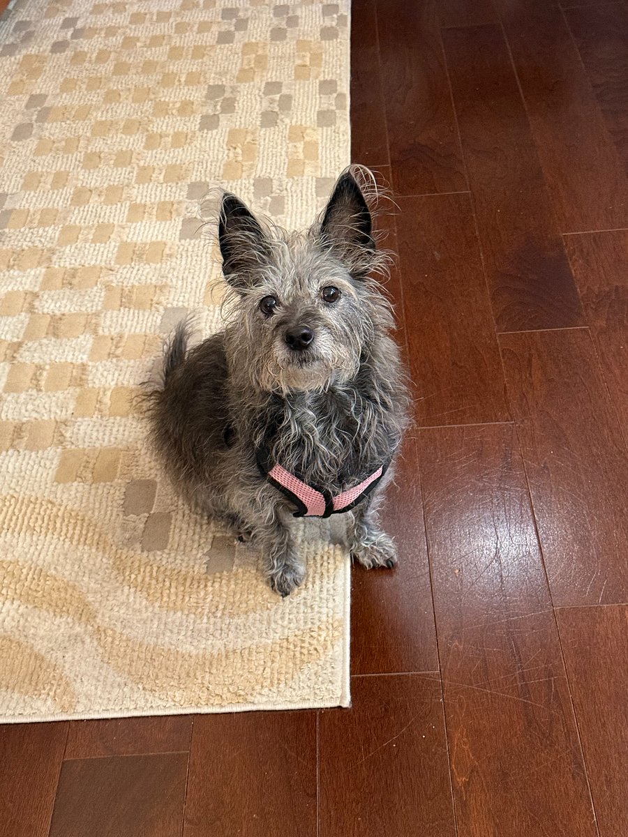 The cutest dog in the world