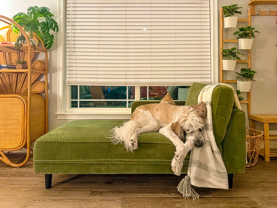 Dogs Welcome