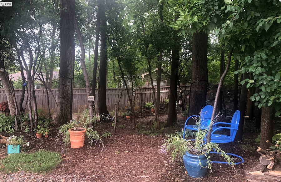 Backyard in the Summer