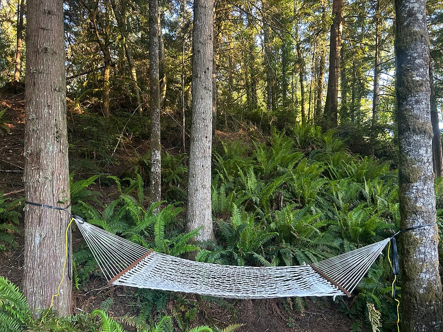 Lawn: Peaceful hammock nestled in the front row of trees surrounding the lawn