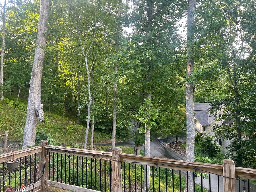 Front deck view - up high view of trees and winter mountain views!
