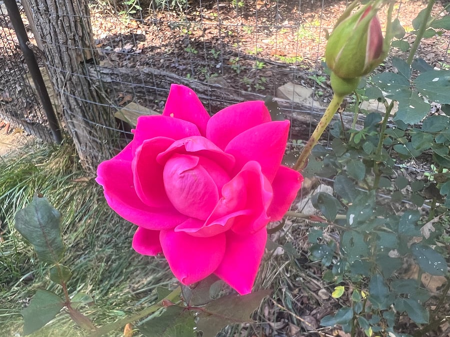 Spring garden
