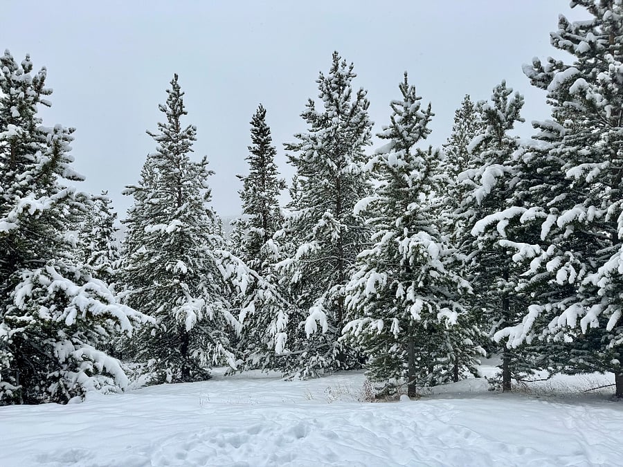 View straight out from back deck.