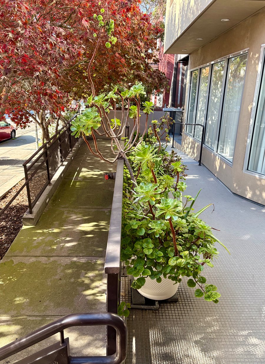 The main entry to the building is handicap accessible; the gentle ramp is also handy for bicycles or shopping carts/wagons if you walk to one of the local markets.