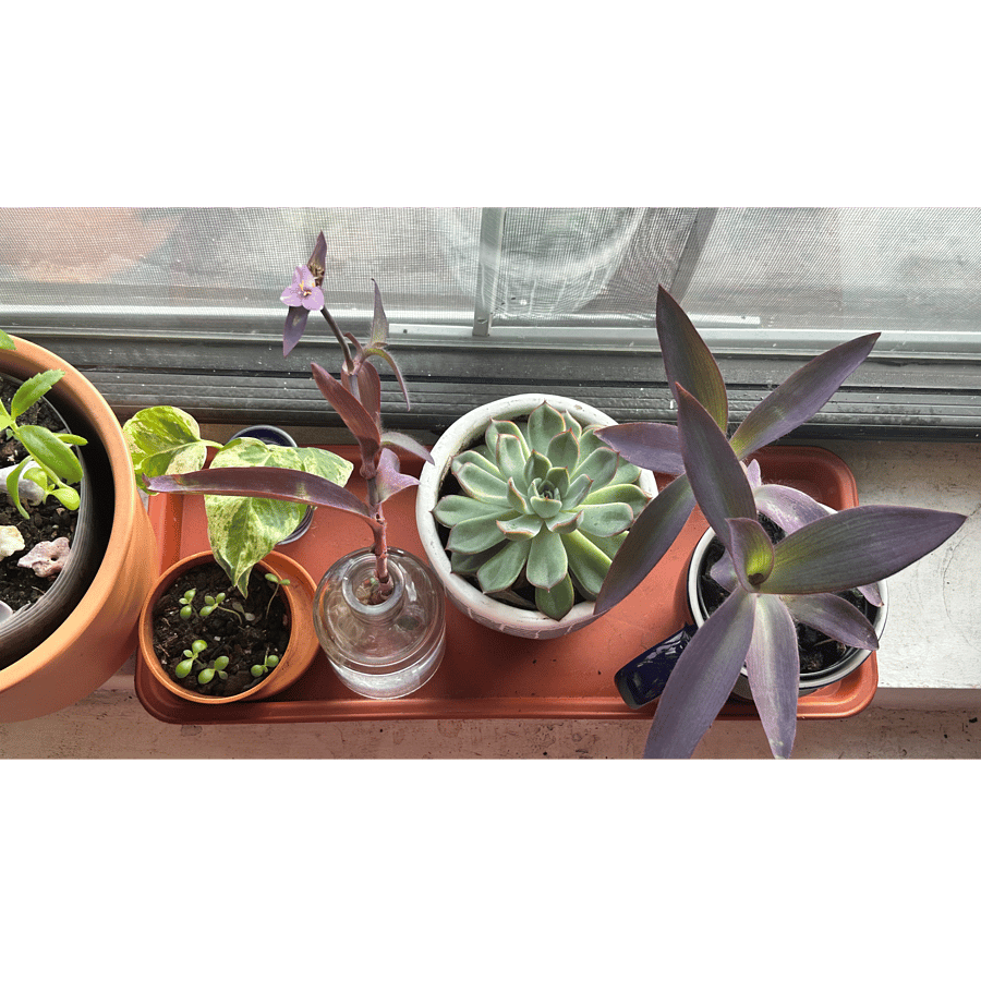 Living Room Window