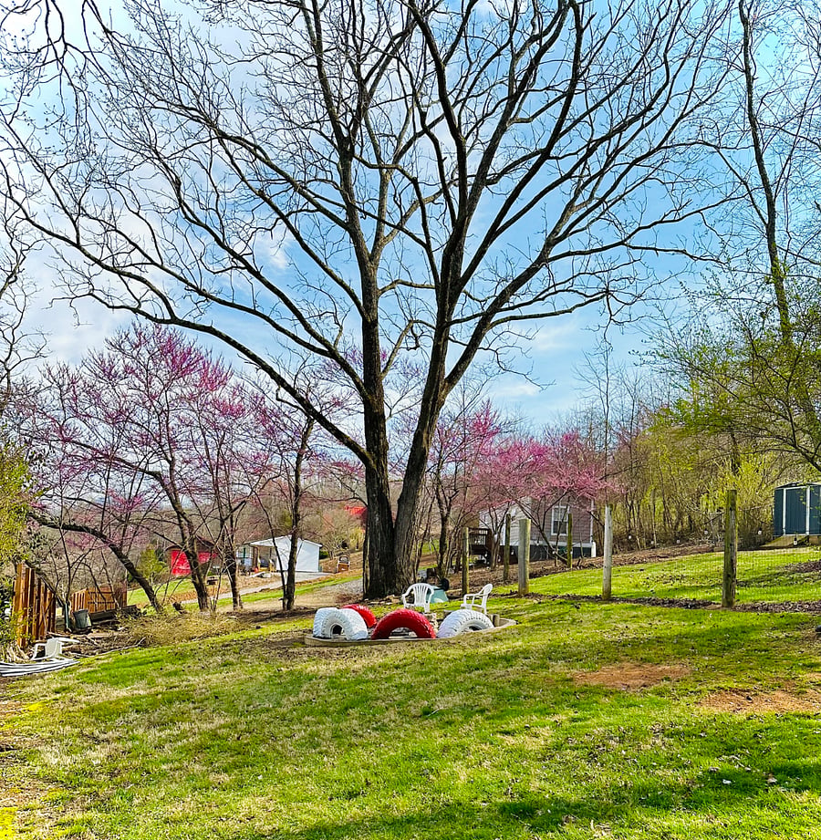 Fire pit in back yard in spring when the red buds bloom.