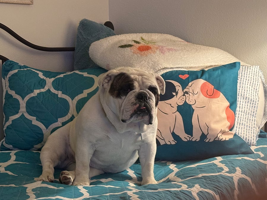 Daybed with our bulldog that does not come with the house.