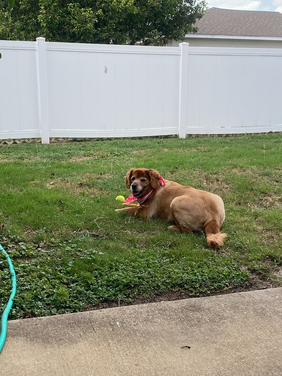 Here is Penny, she is 12 and super sweet except to dogs her size or bigger, then she barks.