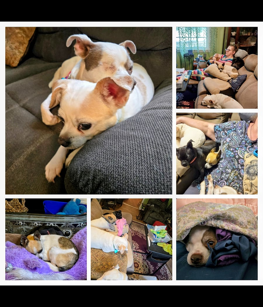 Deerhead Chihuahua, Cheagle, Chug, and Jackahuahua