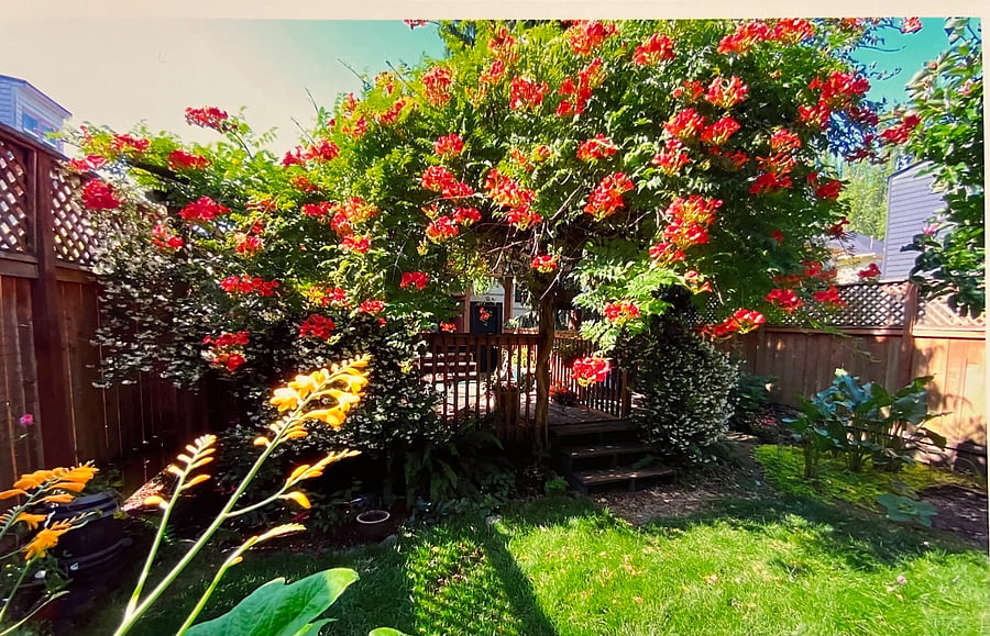 Backyard