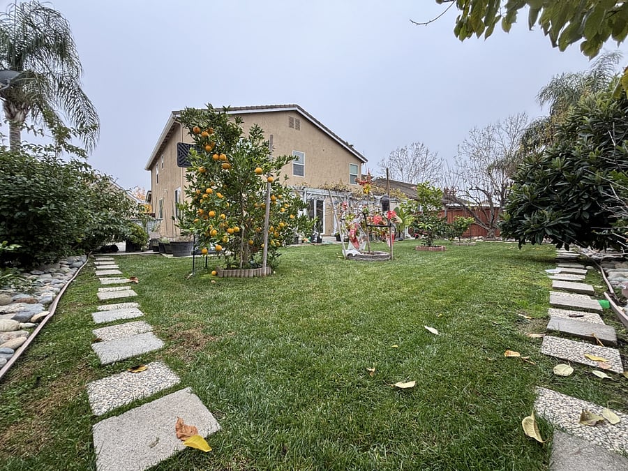 Huge backyard with fruit trees. (orange, plum, persimmon, lemon, lime, pear, nectarine, cherry, apple).