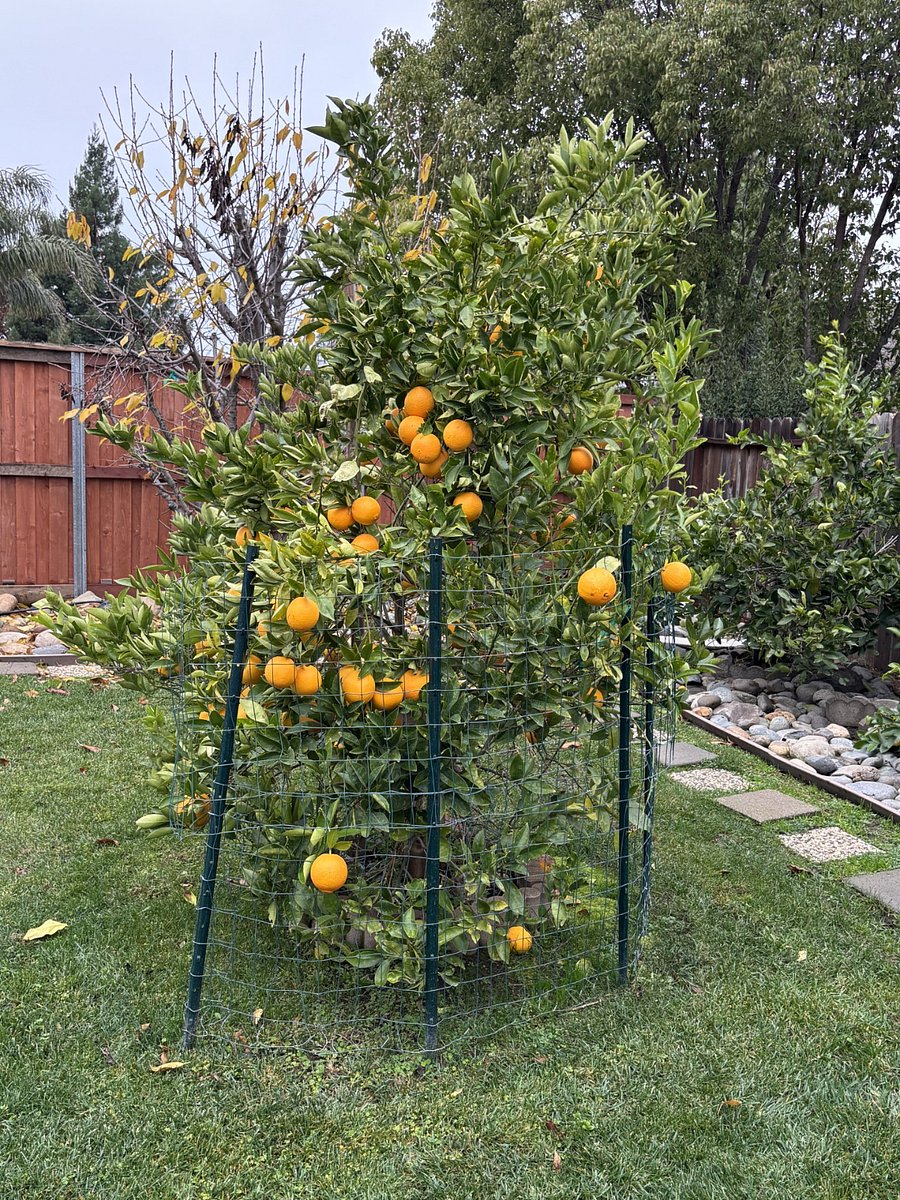Orange trees.