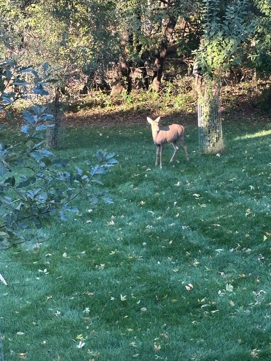 View from living/dining with wildlife park setting backyard!