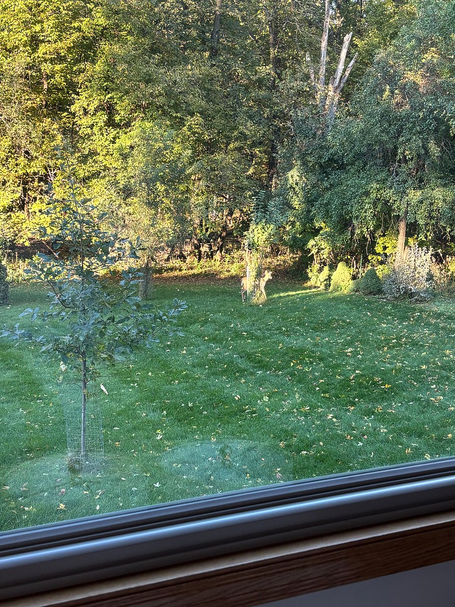 Lots of wildlife visitors!