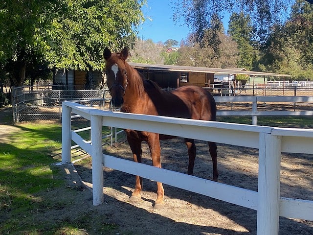 One of the horses on the property