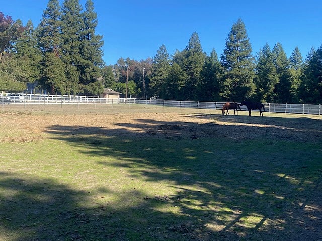 Horses in pasture on the property