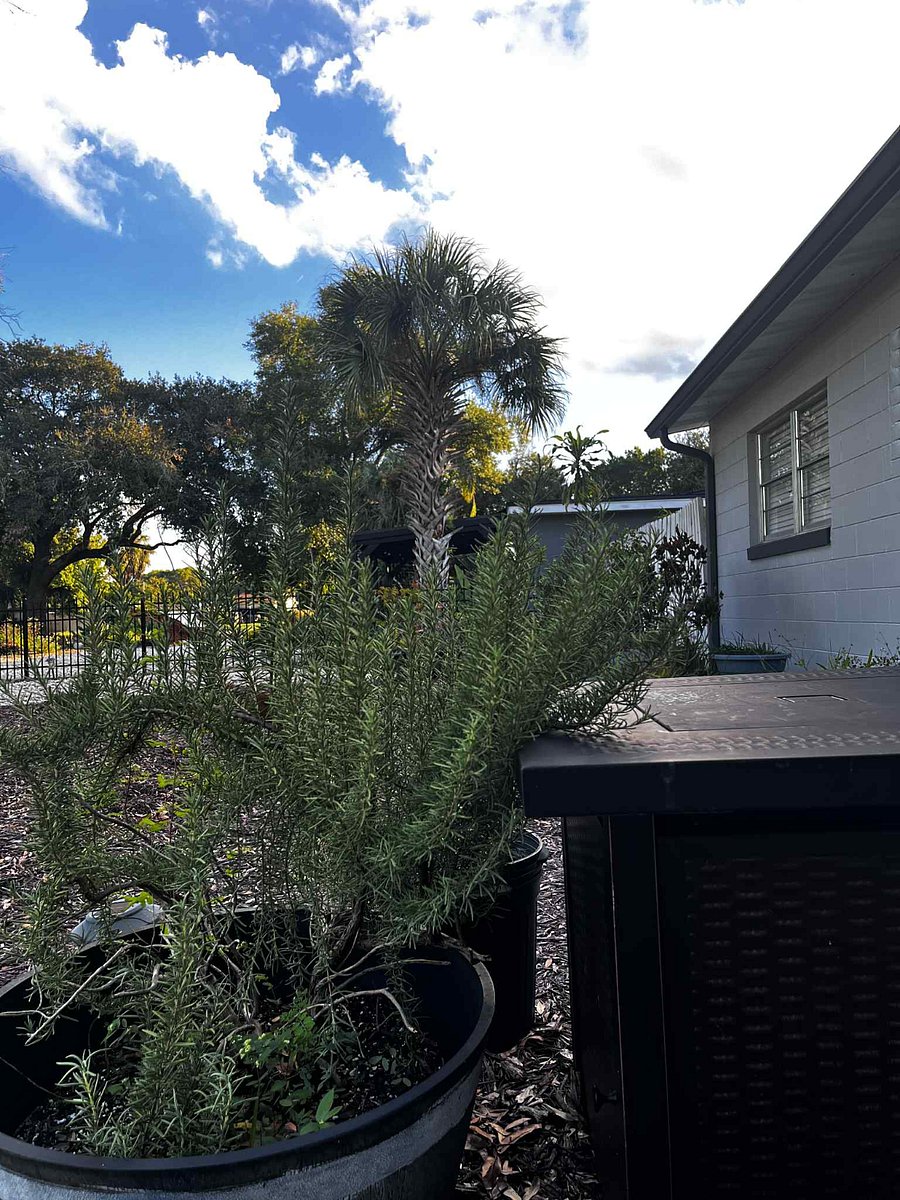 Feel free to grab some fresh rosemary in the front yard!